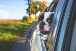 Needed: Data on Pets Injured or Killed by Cars
